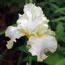 Iris germanica Bride's Halo